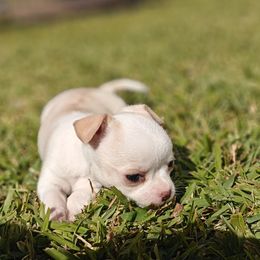 Kash - Cream and white female Chihuahua puppy in Gray, Louisiana from Chi Chi's Place LLC