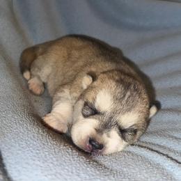 Grey female - Gray and white female Siberian Husky puppy in Doswell, Virginia from Shinko Siberians