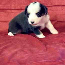 Miniature Australian Shepherd and Toy Australian Shepherd Puppies from Rockin J Lil Aussies