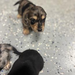Black collar boy - Dapple male Dachshund puppy in Eustis, Florida from K8’s Dachshunds