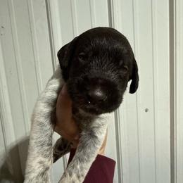 Braeburn - Liver and white male German Wirehaired Pointer puppy in Mora, Minnesota from Reinberg Kennel