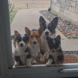 Pembroke Welsh Corgi Puppies from The Hallway Farm