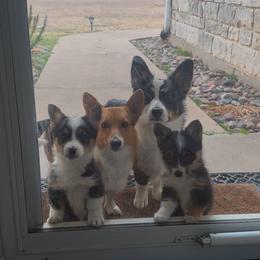 Pembroke Welsh Corgi Puppies from The Hallway Farm