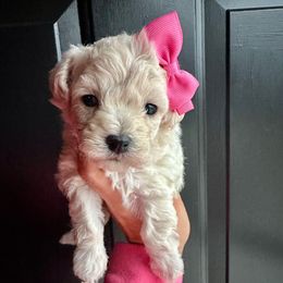 Faith - Cream female Poodle puppy in Adolphus, Kentucky from Deerly Poodles