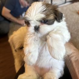 Shih Tzu Puppies from Puddle Jumpers Shih Tzus