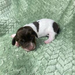 Lara - Piebald female Dachshund puppy in Richmond, Virginia from Paw Prints