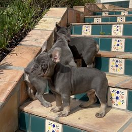 French Bulldog Puppies from Jesikah408