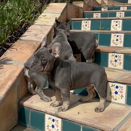French Bulldog Puppies from Jesikah408