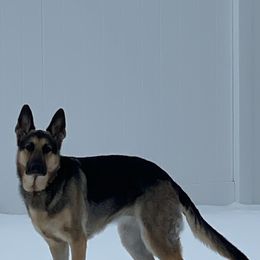 German Shepherd Puppies from Sandy’s Shepherds