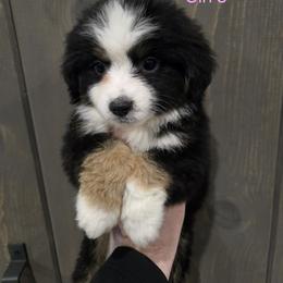 Libby - Black tri female Miniature American Shepherd puppy in Delta, Ohio from Sunrise Miniature American Shepherds