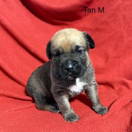 Tan Collar N - Black brindle male Cane Corso puppy in Paris, Texas from Knucklehead Cane Corso