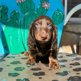 Hersey - Chocolate and tan male Dachshund puppy in Hawley, Texas from Foxy’s Dachshunds & Toy Aussies