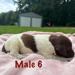 Kona - Liver roan male German Shorthaired Pointer puppy in Axton, Virginia from Red Clay Kennels
