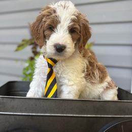 Mars - Parti male Goldendoodle puppy in Camden, North Carolina from Oopsie Doodles of NC