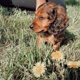 Dachshund Puppies from Decorous Dachshunds