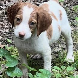 Krystal girl 5 - Orange and white female Brittany puppy in Floyd Knobs, Indiana from Cross Creek Brittanys