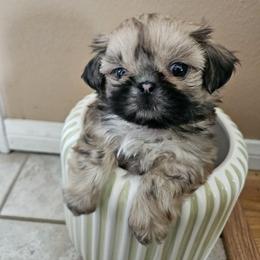 Raj - Black and tan male Shih Tzu puppy in Corona, California from Ju Shih Tzu