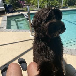 Australian Labradoodles, Bernedoodles, Double Doodles, Goldendoodles, and Poodles from Karlas Pet Rendezvous