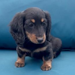 Martini's Black and Tan GIRL - Black and tan female Dachshund puppy in Kalama, Washington from Dazzling Doxies