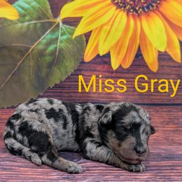 Miss Gray - Merle female Labradoodle puppy in Lebanon, Pennsylvania from Robertson's Retrievers and Doodles
