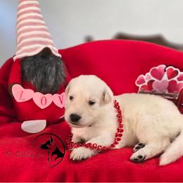 Boy 3 - White male German Shepherd puppy in Matteson, Illinois from The Shepherds View