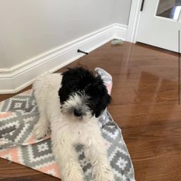 Bordoodle and Poodle All Grown Up from Swan Field Farms
