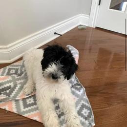 Bordoodle and Poodle All Grown Up from Swan Field Farms
