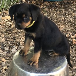 Yellow collar - Black and mahogany female Rottweiler puppy in Hermitage, Tennessee from Morris Rottweilers