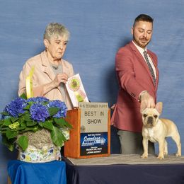 French Bulldog Puppies from Ranch Royale