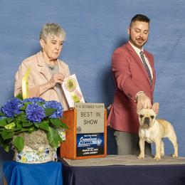 French Bulldog Puppies from Ranch Royale