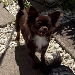 Bunnie - Chihuahua