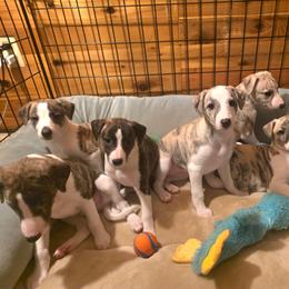 1male, 5females - White and red brindle male Whippet puppy in Benicia, California from Sunrise Farm