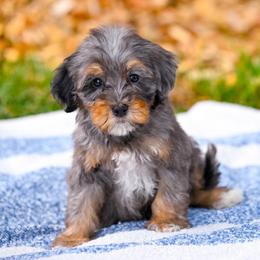Deacon - Merle male Bernedoodle puppy in Dundee, Ohio from Down Home Doodle