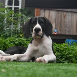 Great Dane Puppies from Gigantes de Cervantes