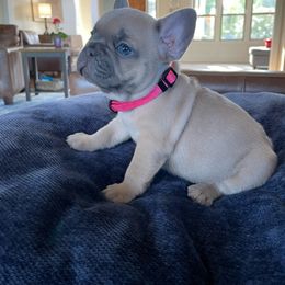 French Bulldog Puppies from Private Reserve French Bulldogs