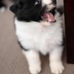Border Collie Puppies from Hazelwood Border Collies