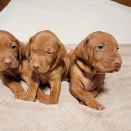 Vizsla Puppies from Agnes' Vizsla