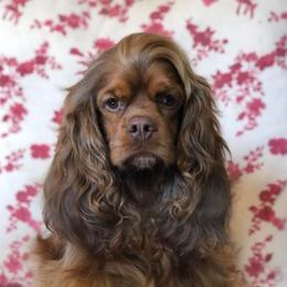 zip - Cocker Spaniel