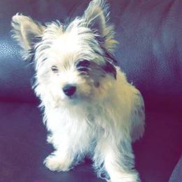 "Radon" Biewer Terrier and Yorkshire Terrier Puppies from NorCal Terrier Kennel