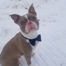 BO - Boston Terrier