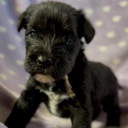 Casey - Black female Miniature Schnauzer puppy in Frankford, Delaware from Miniature Schnauzers of Delmarva