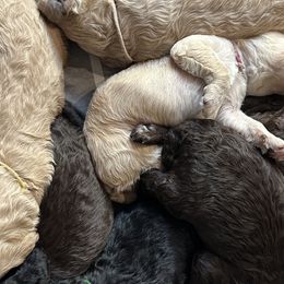 Poodles from Whiskey Row Royals