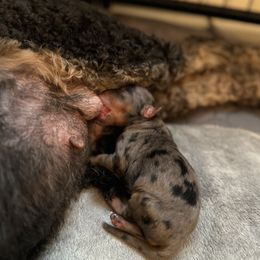 Aussiedoodle puppies from Muscadine Meadows Farm