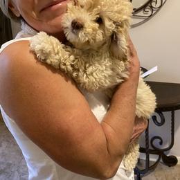 Goldendoodle Puppies from Labradoodleday
