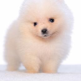 Sprout - Cream male Pomeranian puppy in Coleman, Oklahoma from Pretty Poms