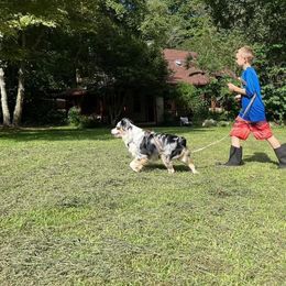 Poppy - Miniature Australian Shepherd