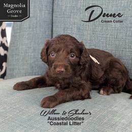 Dune - Cream Collar - Brown and white male Aussiedoodle puppy in Oxford, Alabama from Magnolia Grove Doodles