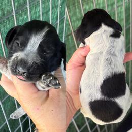 Blue roan girl - Blue roan female English Cocker Spaniel puppy in Millen, Georgia from Pine Hill Kennels