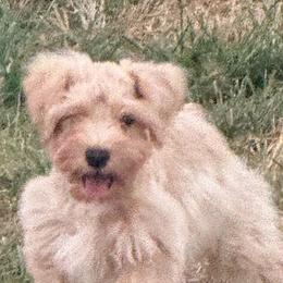 Rennie lil boy - Wheaten male Miniature Schnauzer puppy in Groesbeck, Texas from Ranch 4M