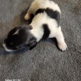 Dachshund Puppies from Weenies on the Lake